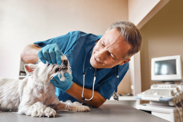Best Emergency Dentist for Lost Fillings or Crowns in Limon, CO